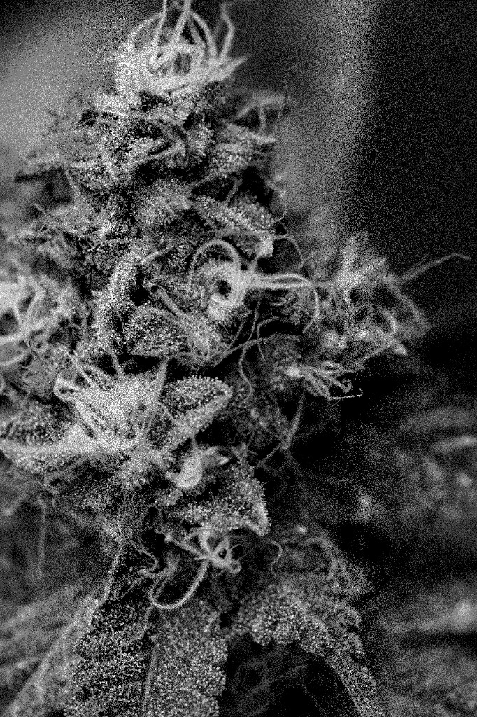 Textura macro de cannabis medicinal CannaVital Tucumán