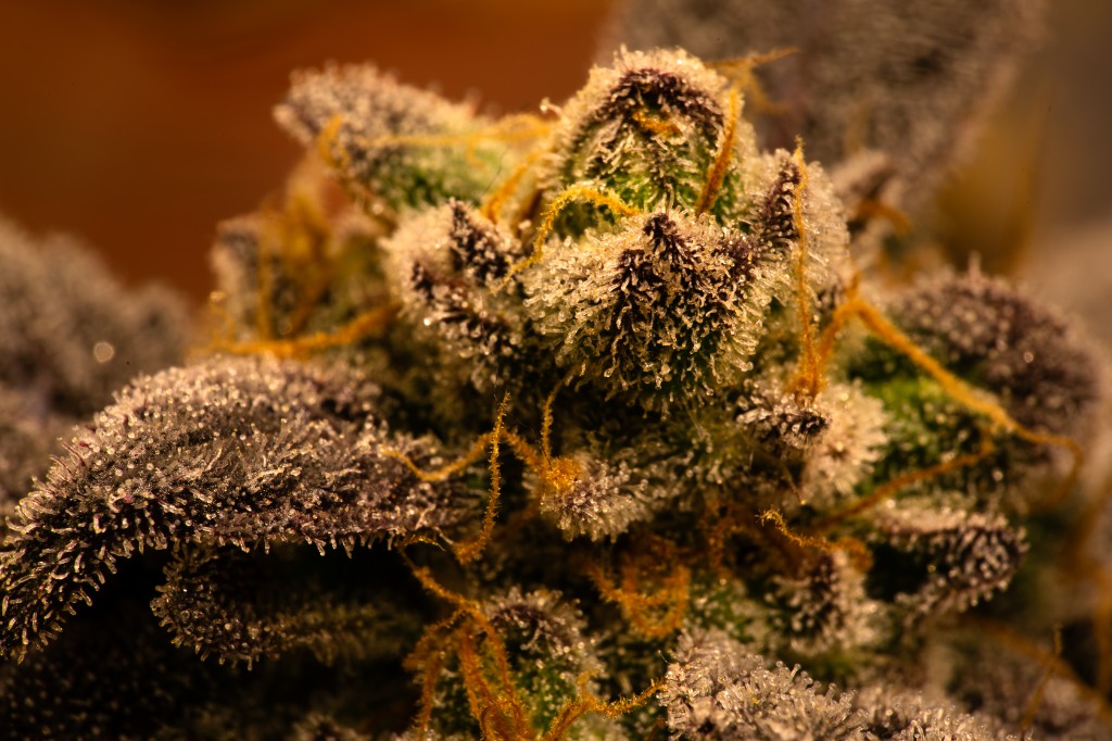 Cola resinosa de cannabis medicinal CannaVital — macro de tricomas en Tucumán