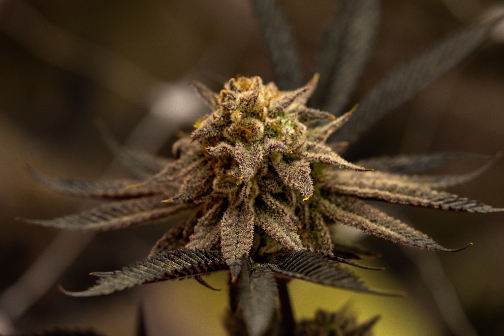 Flor de cannabis medicinal CannaVital Tucumán — fondo desenfocado