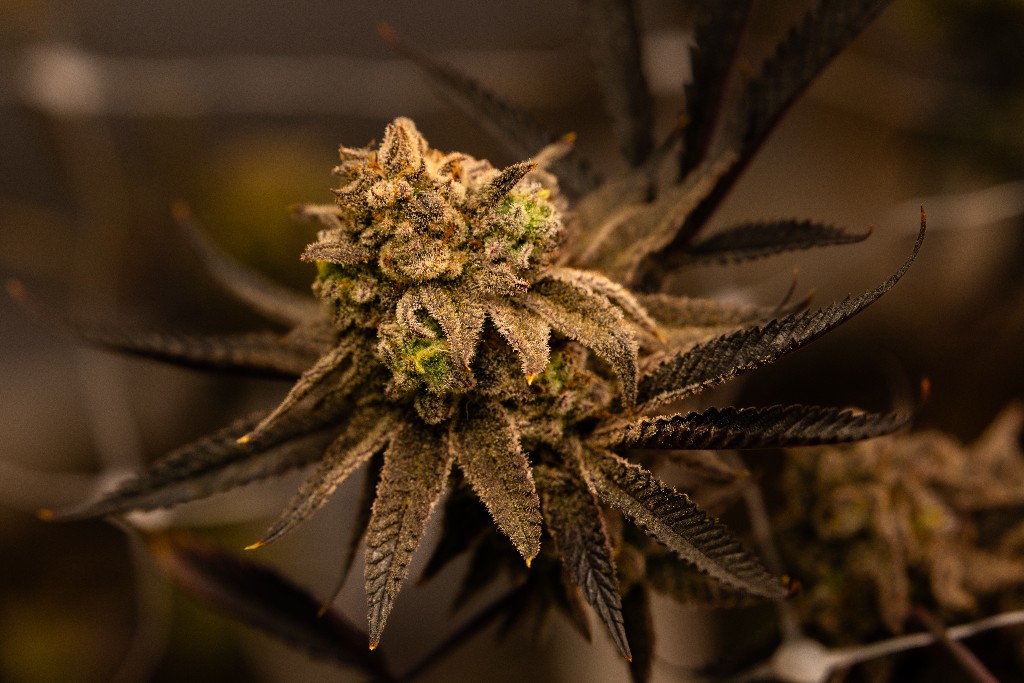 Flor de cannabis medicinal CannaVital con iluminación controlada en Tucumán