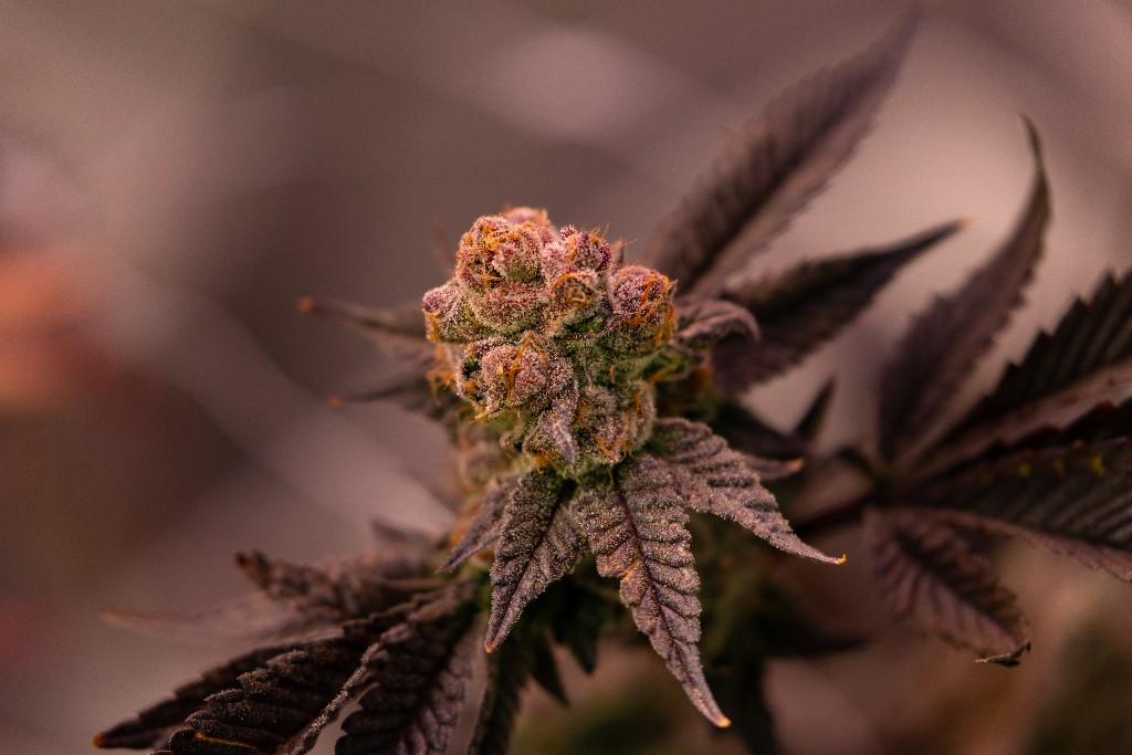Flor de cannabis medicinal CannaVital con tricomas en Tucumán