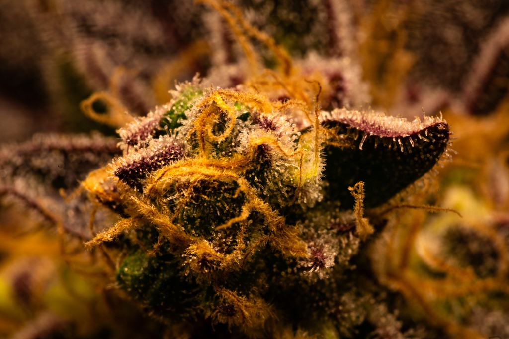 Inflorescencia de cannabis medicinal CannaVital — resina y estigmas, Tucumán