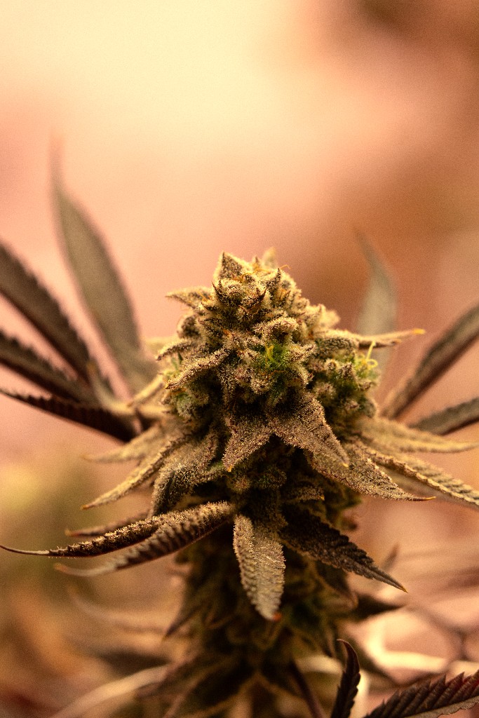 Macro vertical de flor de cannabis medicinal CannaVital Tucumán