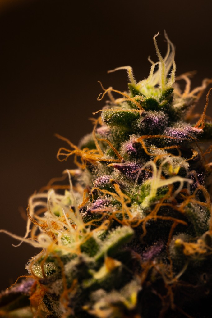 Macro de tricomas de cannabis medicinal CannaVital Tucumán — detalle de estigmas