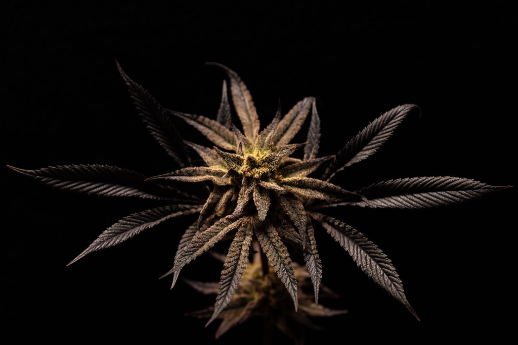 Planta de cannabis medicinal CannaVital Tucumán — vista cenital sobre fondo oscuro