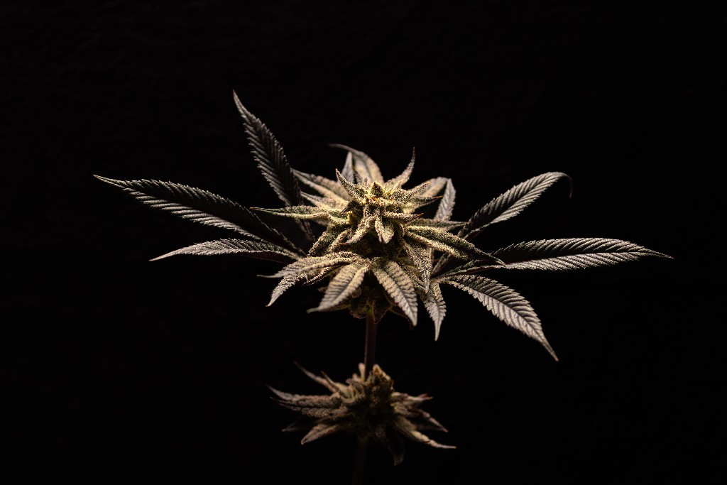 Composición editorial de cannabis medicinal CannaVital Asociación Civil en Tucumán