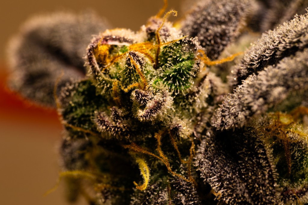 Macro de tricomas glandulares — cannabis medicinal CannaVital Tucumán